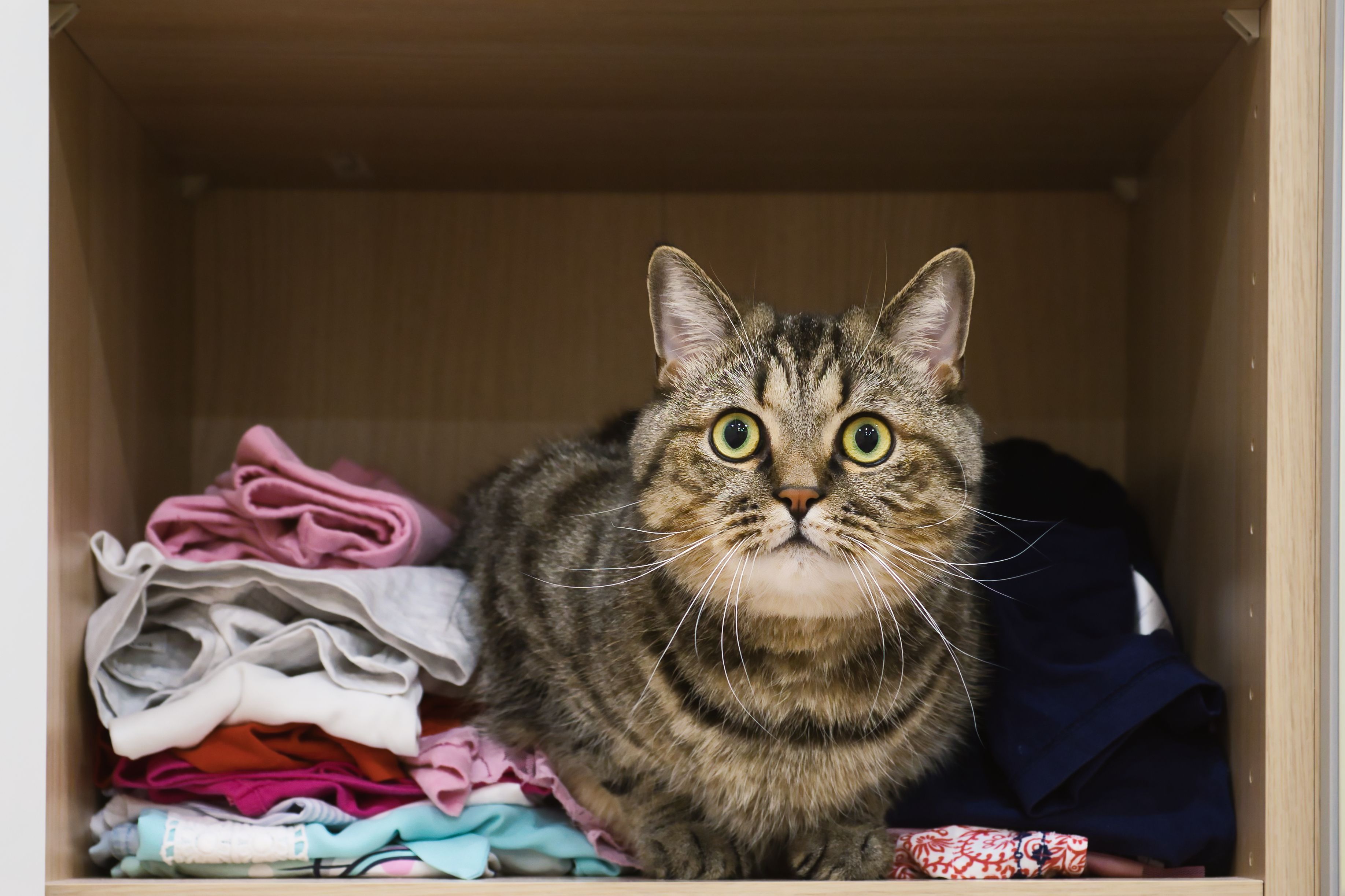El truco para quitar los pelos de tu mascota de la ropa en la lavadora (Foto: Bigstock)