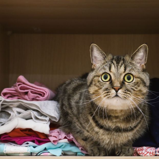 https://www.65ymas.com/uploads/s1/79/45/24/bigstock-domestic-tabby-grey-cat-sits-i-395258822_1_621x621.jpeg