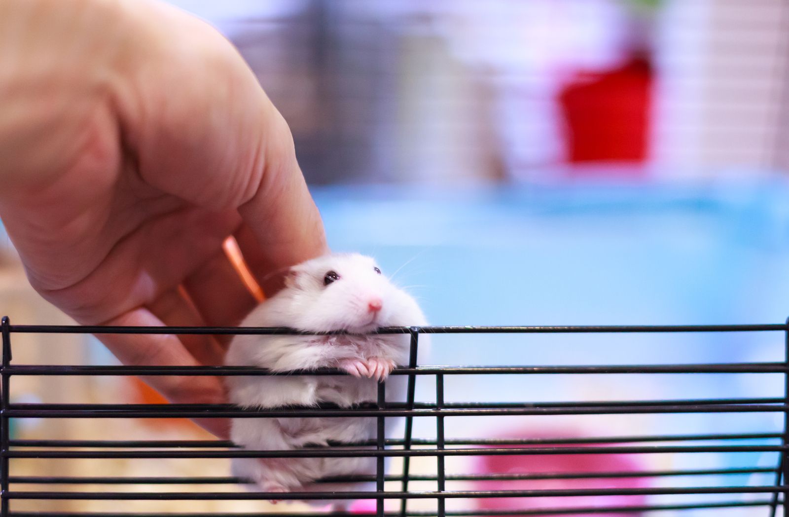Pautas de higiene y limpieza cuando tu mascota es un pequeño roedor (bigstock)
