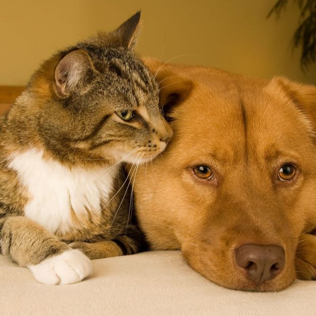 Como el perro y el gato (Bigstoc)