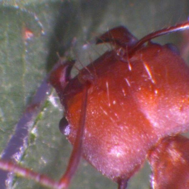 EuropaPress 3917760 mandibulas hormigas tienen poderoso mordisco gracias atomos zinc (1)