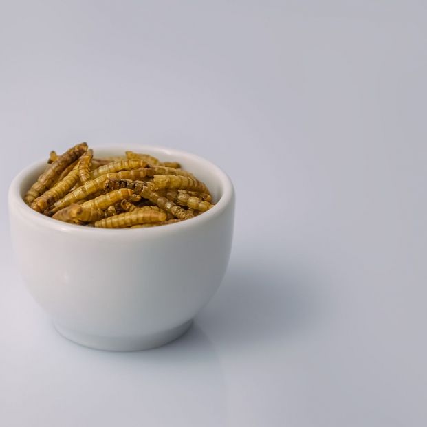 Qué es el gusano de la harina y por qué debes evitar este nuevo alimento si tienes estas alergias (Foto Bigstock) 2