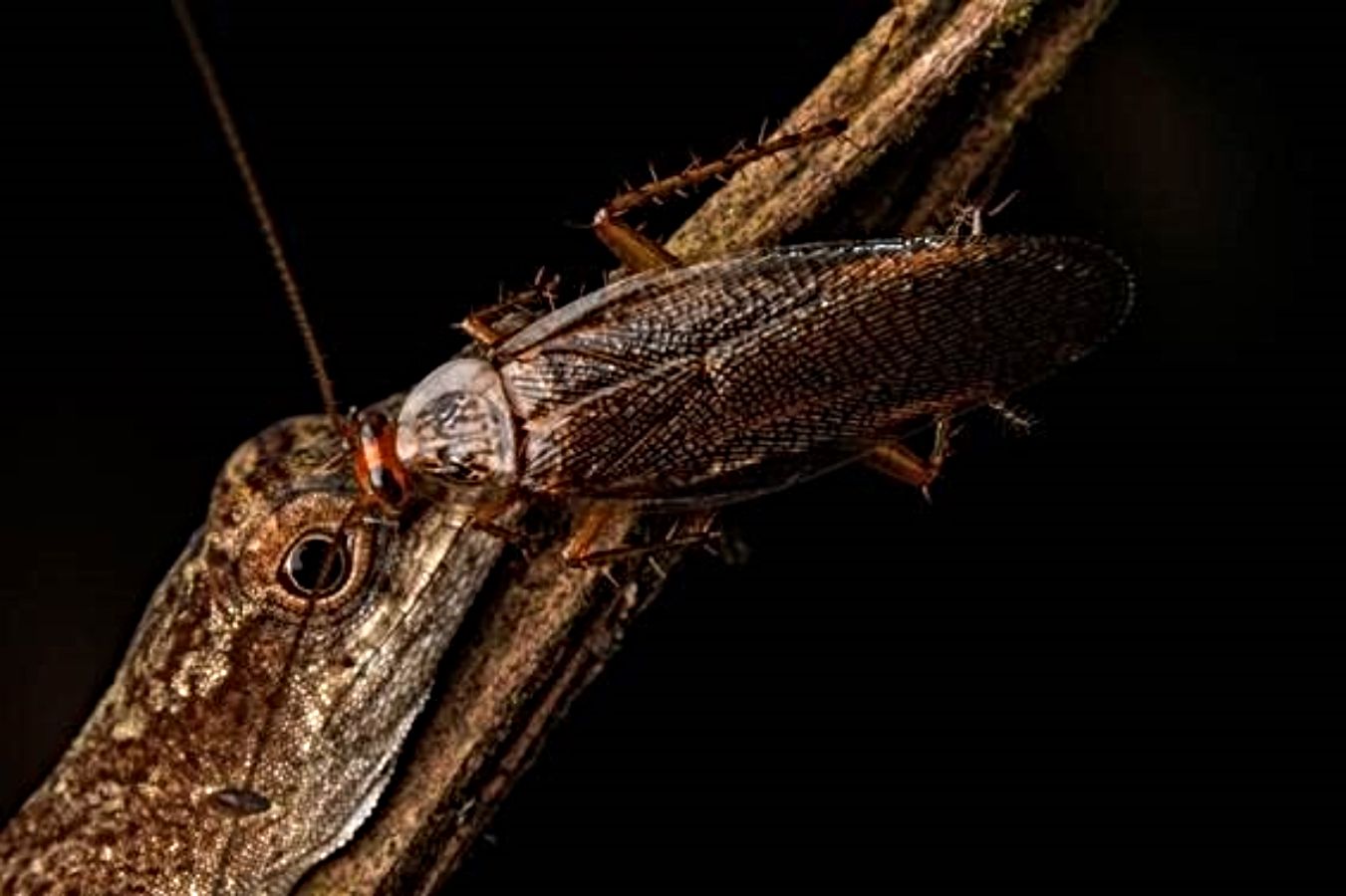 Descubren la primera cucaracha que se alimenta de lágrimas. Foto: Europa Press