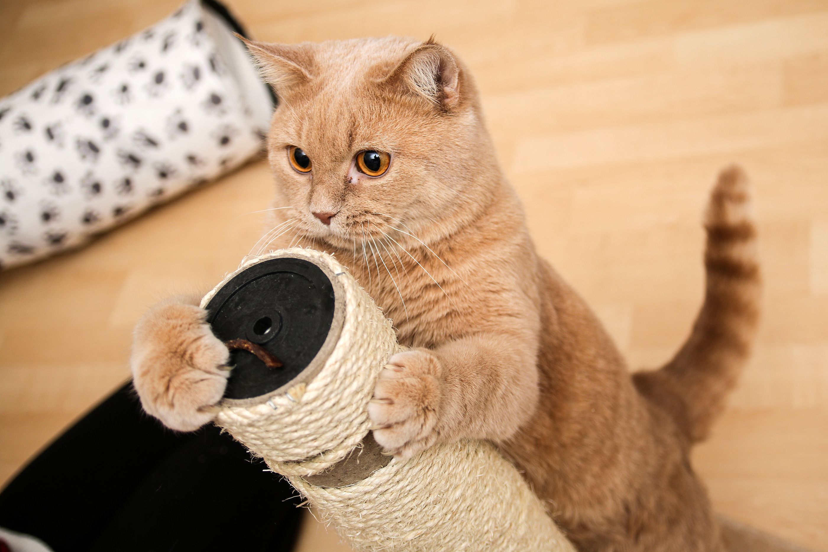 Los productos que no pueden faltar en casa cuando tienes un gato (Foto: Bigstock)