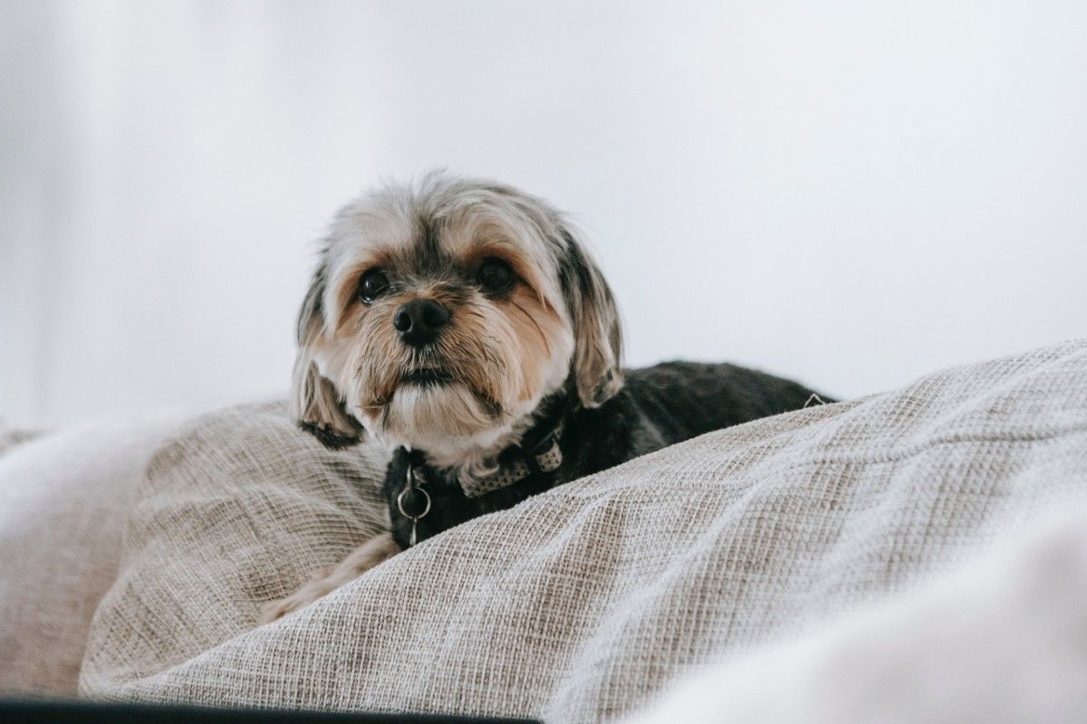 Las 7 mejores camas para perros en relación calidad-precio