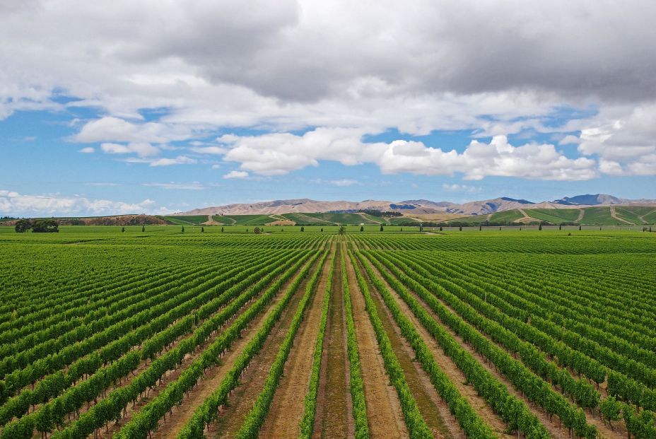 El tempranillo. Un vino de características especiales 