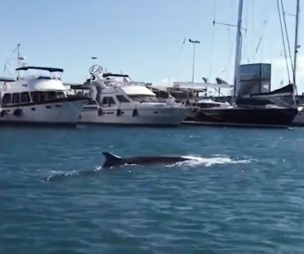 Rescates insólitos de la Cruz Roja: desde el de la ballena al del atragantamiento con un hielo. Foto: Europa Press