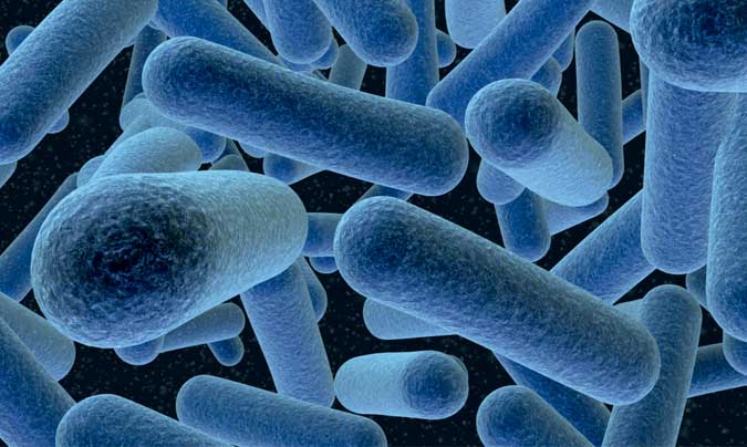 Bacterias del género Listeria