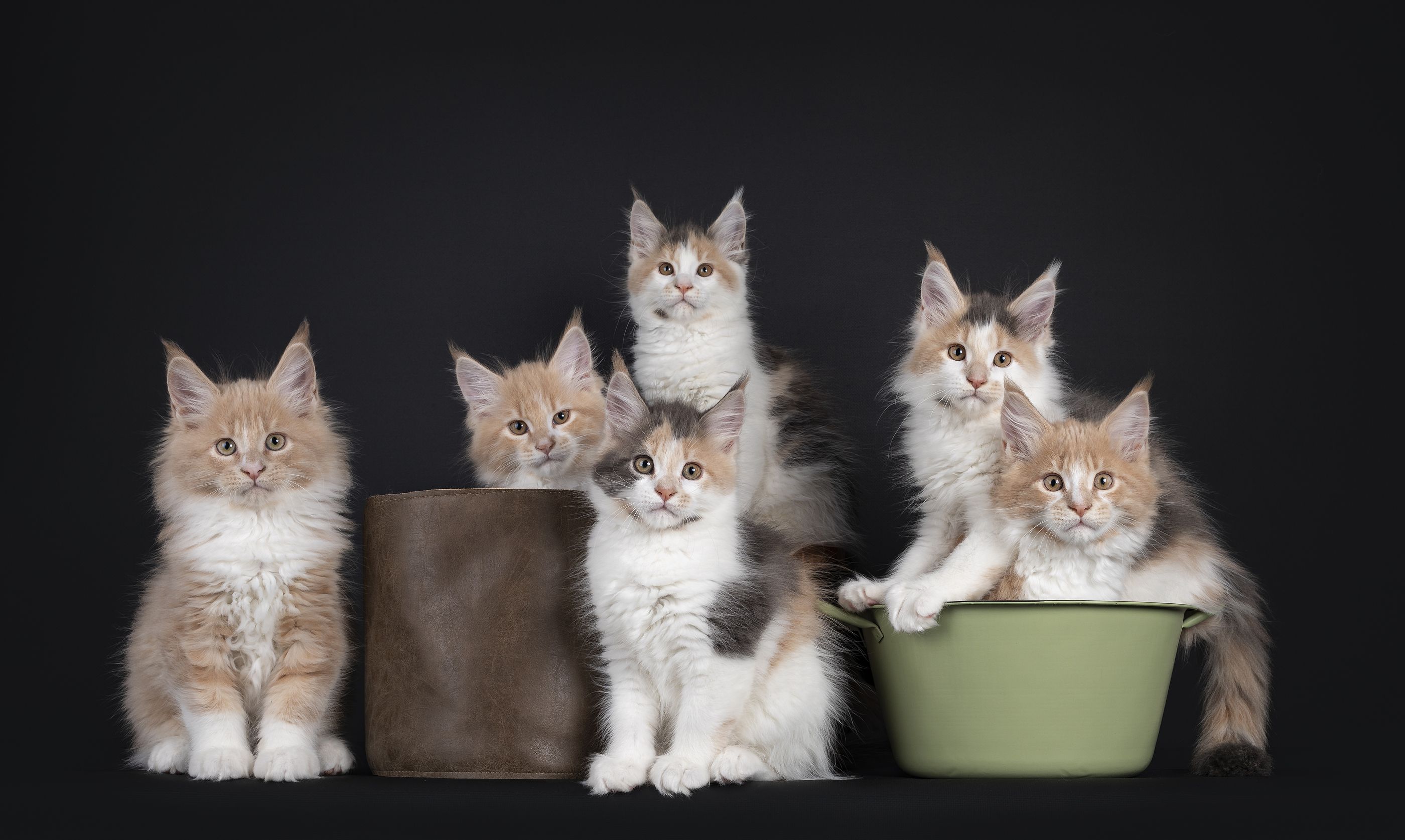 ¿Cómo definirías a tu gato? Estos son los 7 tipos que existen según su personalidad (Foto: Bigstock)