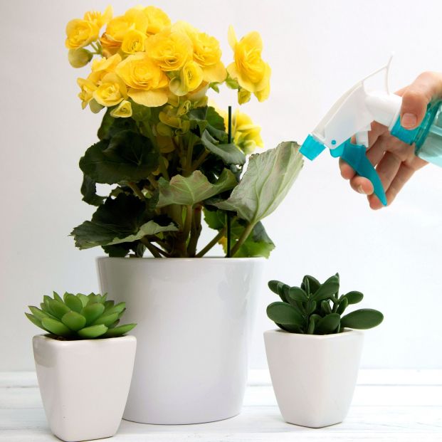 bigstock Blooming Yellow Home Begonia I 345799966