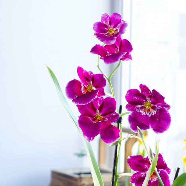 La orquídeas cambria destaca por su elegancia al contar con largos tallos (Foto: bigstock)
