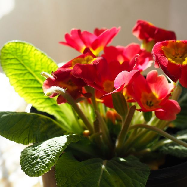 Primula acaulis es una planta herbácea pequeña muy colorida ( Foto: Bigstock)