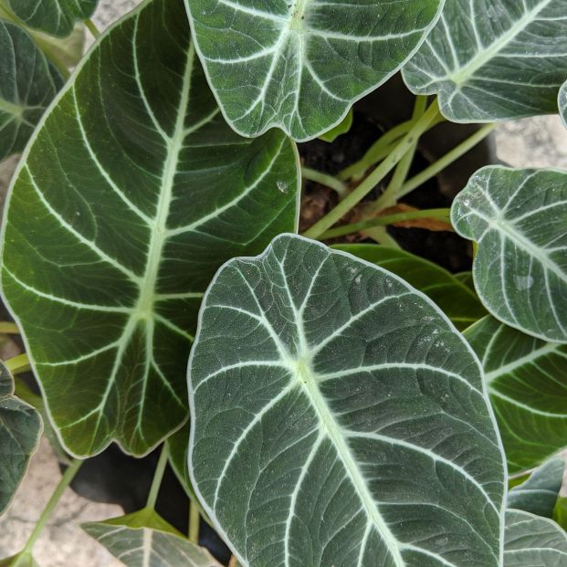 La Alocasia es una planta exótica con vistosas hojas de gran tamaño perfectas para decorar (Foto: Bigstock)