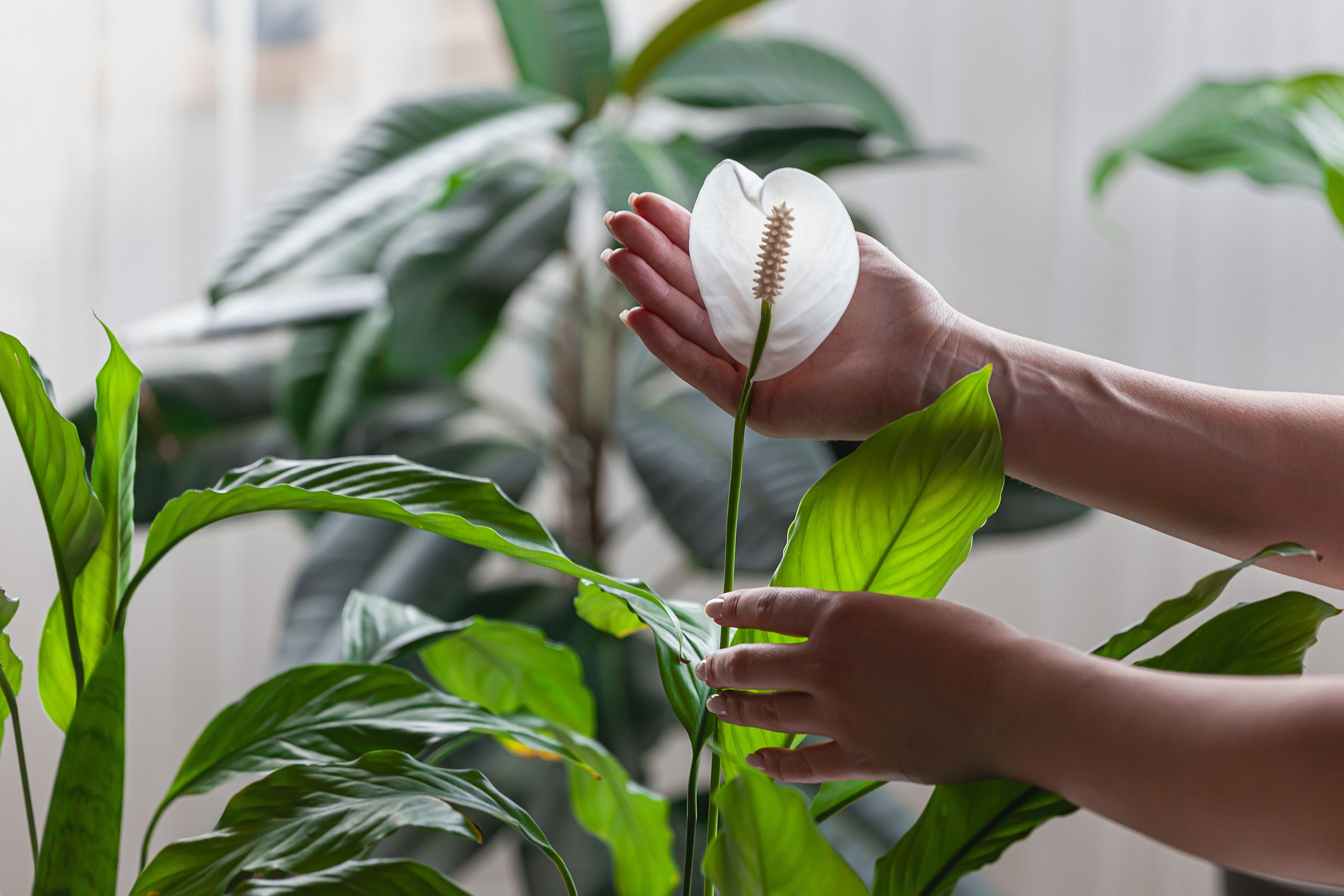 Las plantas de interior que serán tendencia este otoño (bigstock)