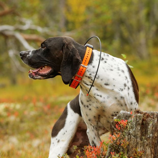 bigstock Dog English Pointer Hunting In 293189530