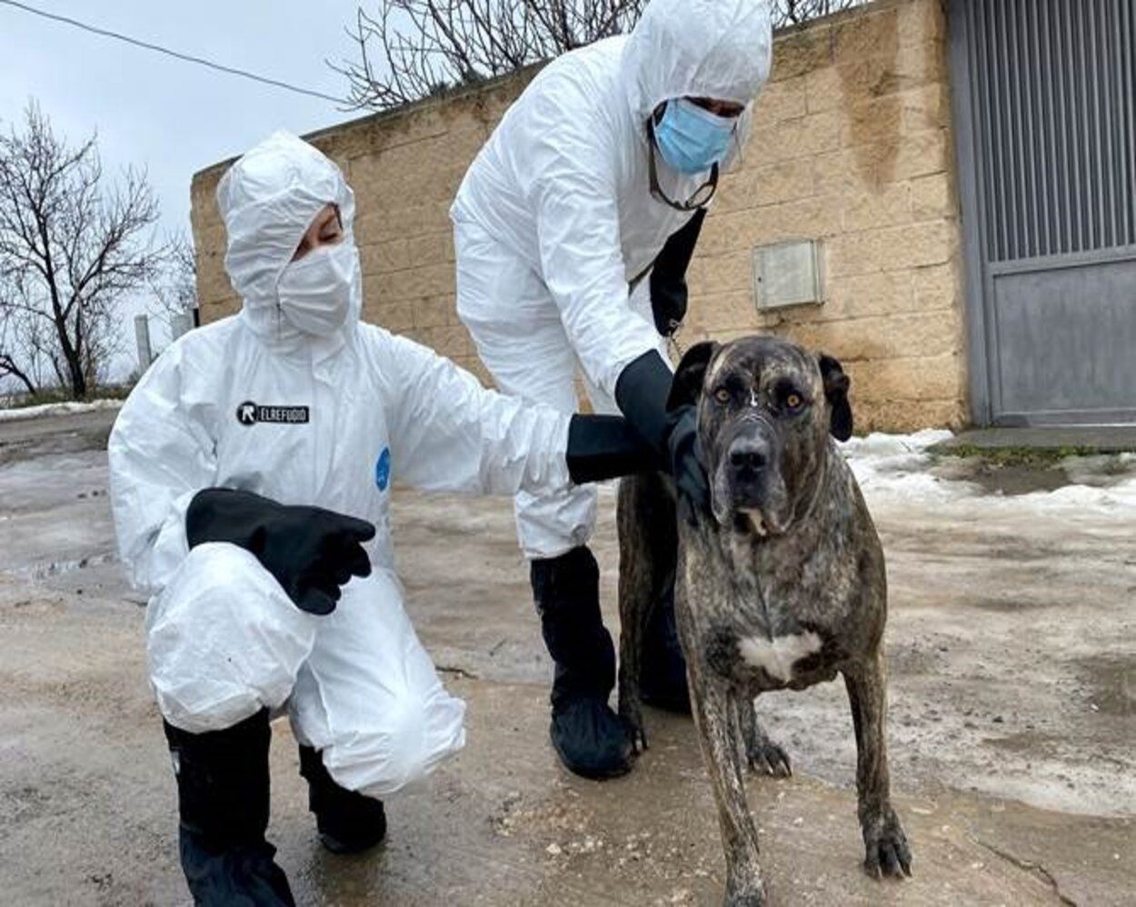 Nueve formas curiosas para detectar el Covid que se están desarrollando