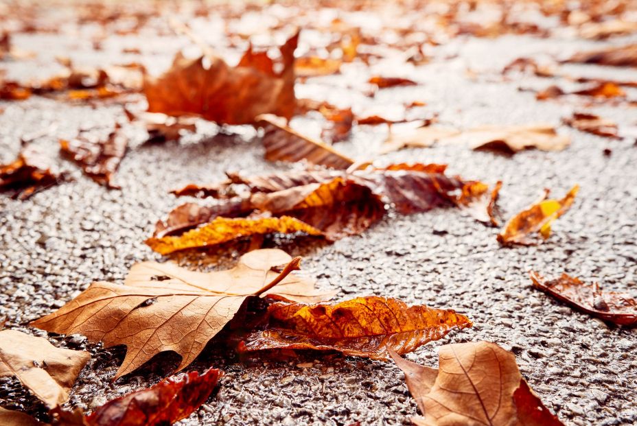 Comienza el otoño: cuál es el origen de esta palabra y refranes sobre la estación