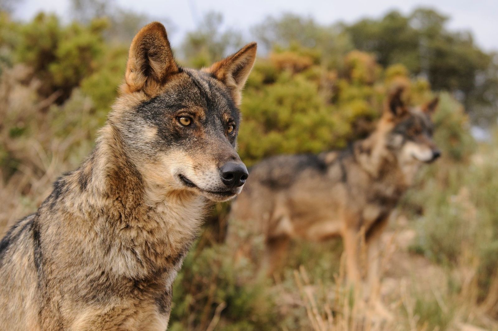 Cazar lobos estará prohibido en España desde este miércoles