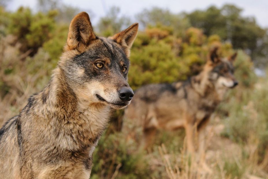 Cazar lobos estará prohibido en España desde este miércoles Cazar lobos estará prohibido en España desde este miércoles