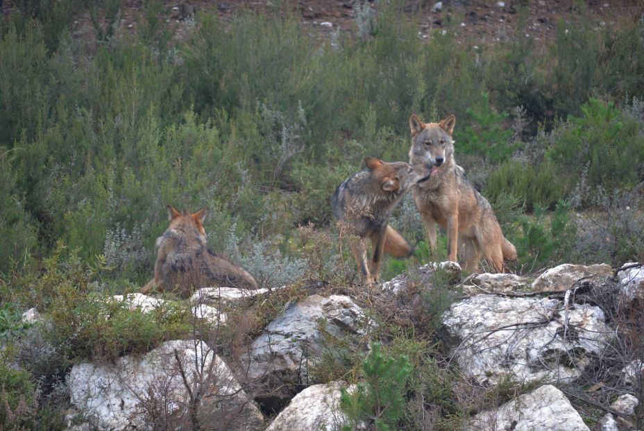 EuropaPress 3561221 ejemplares lobo iberico centro conservacion lobo fundacion patrimonio