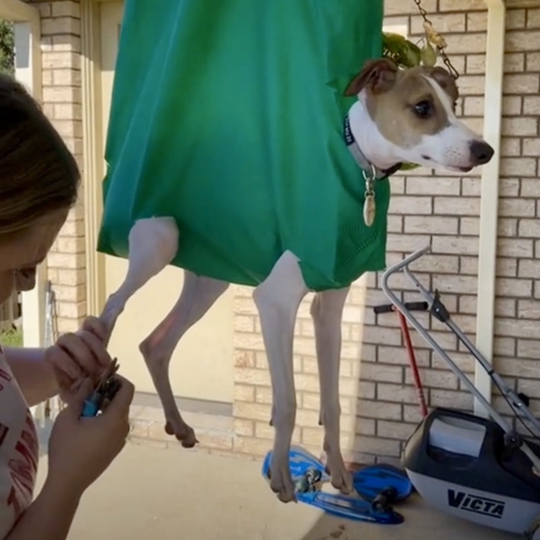 El truco infalible para cortarle las uñas a tu mascota sin que se queje (Foto: TikTok)