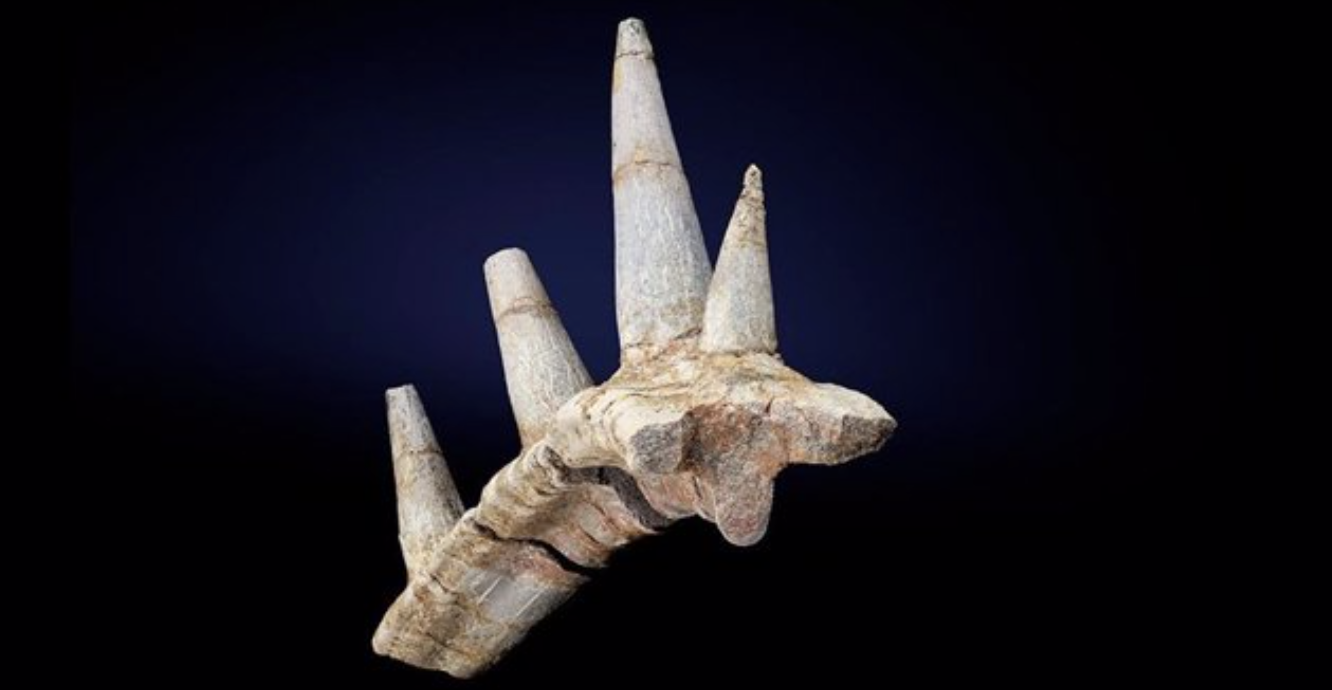 Un collar fósil de púas blindadas saca a la luz un dinosaurio nunca visto. Foto: Europa Press