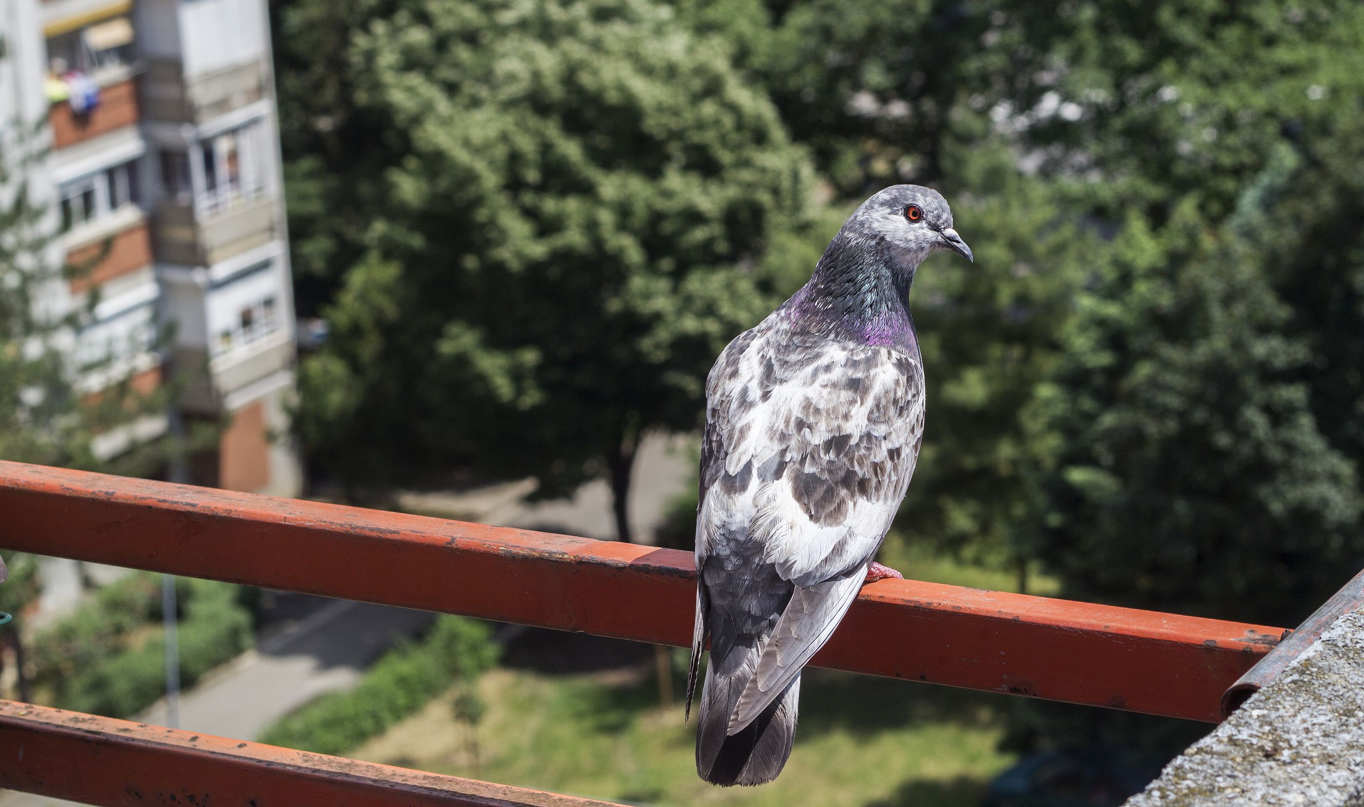 Trucos para espantar a las palomas de tu terraza o balcón (Foto: Bigstock)