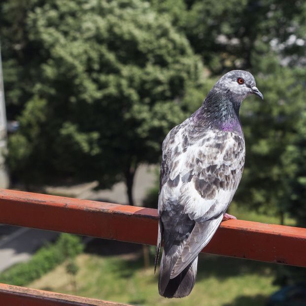 Trucos para espantar a las palomas de tu terraza o balcón (Foto: Bigstock)