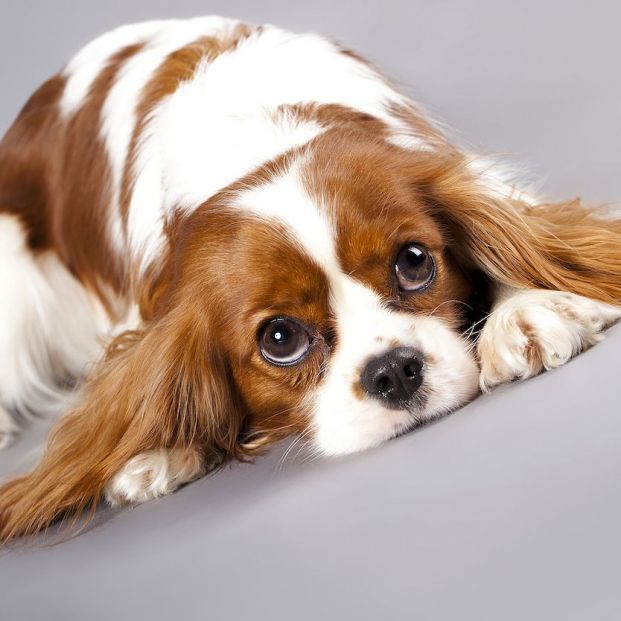 bigstock Cavalier King Charles