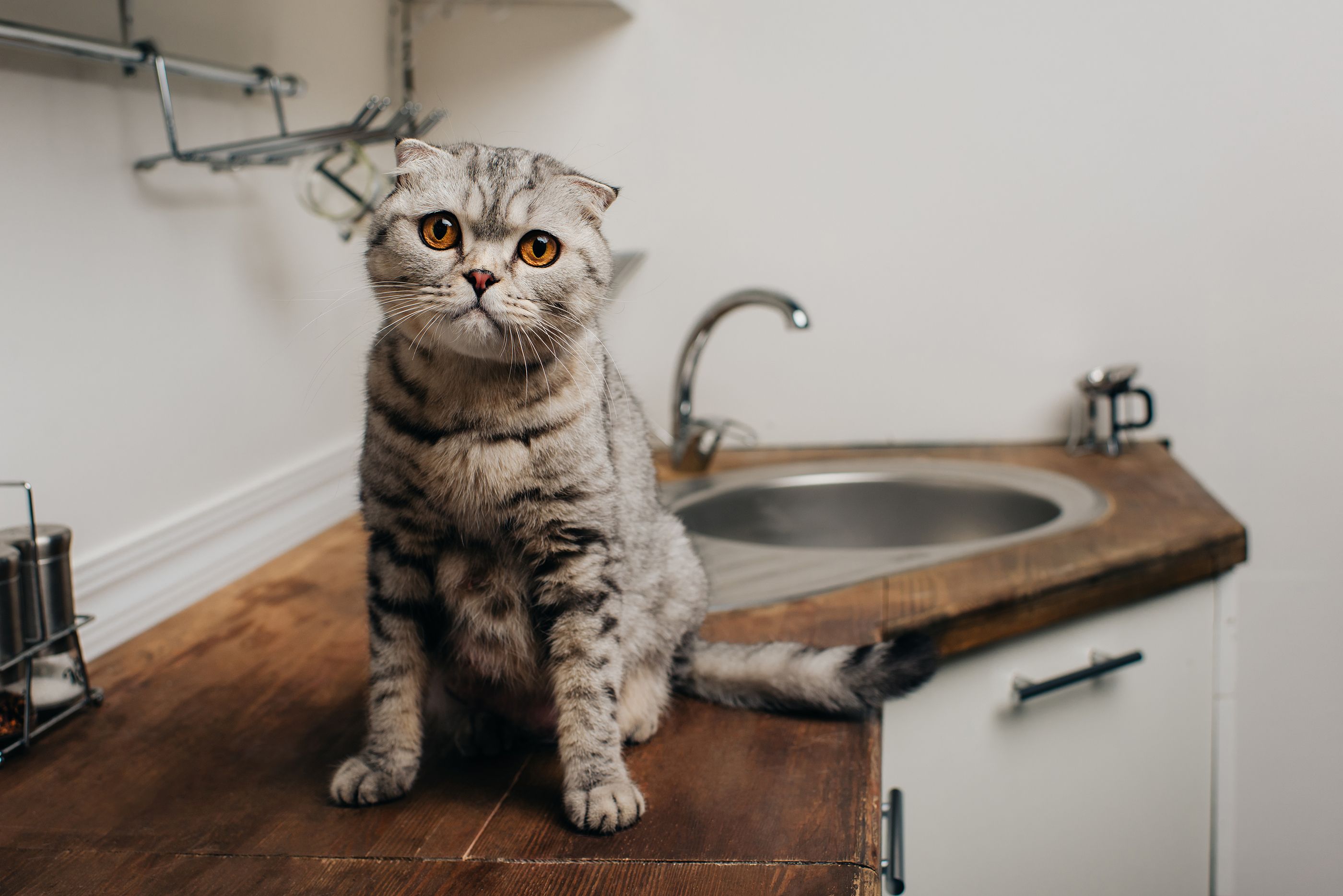 El truco viral para que tu gato no se suba más a la encimera usando papel de aluminio (Foto: bigstock)