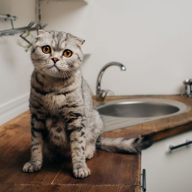 El truco viral para que tu gato no se suba más a la encimera usando papel de aluminio (Foto: bigstock)