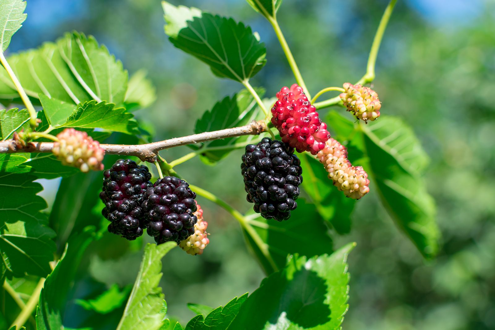 Moras silvestres: combaten el estreñimiento, ayudan a adelgazar y previenen la halitosis