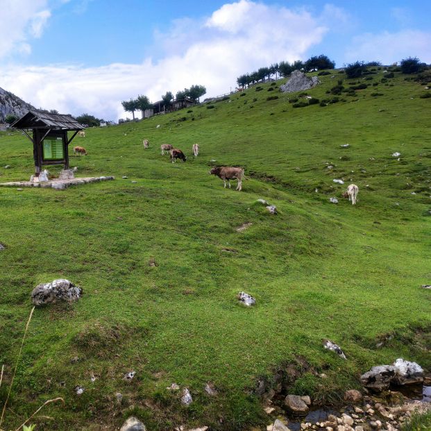 Ganaderos asturianos piden proteger los sonidos, olores y costumbres del medio rural. Foto: Europa PRess