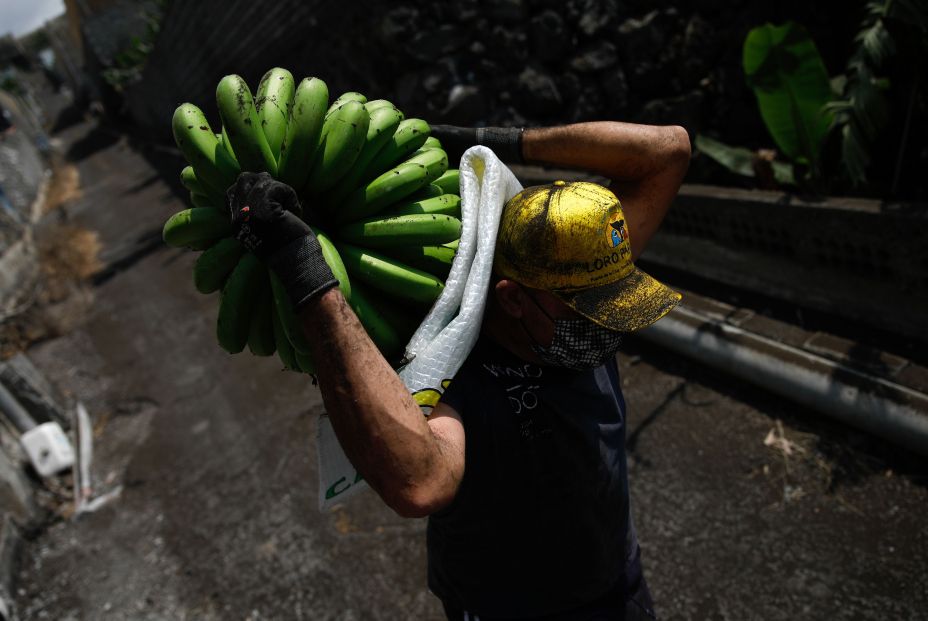 EuropaPress 3956532 agricultor lleno ceniza recoge pina platanos antes lava volcan cumbre vieja