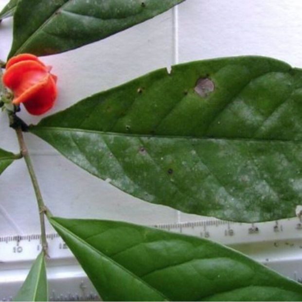 La planta misteriosa que ha traído de cabeza a los científicos durante 50 años