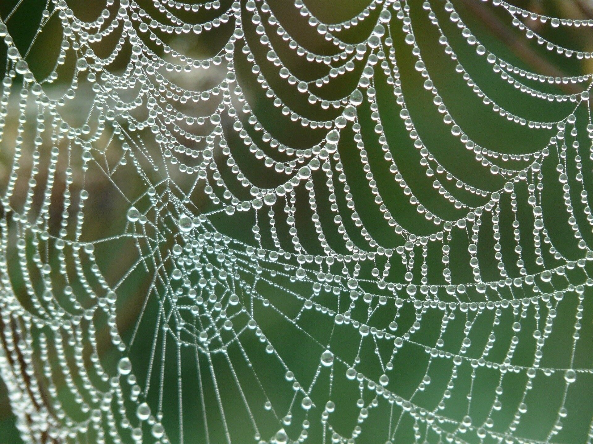 ¿Qué hay de cierto en las propiedades curativas de la tela de araña? Foto: Europa Press
