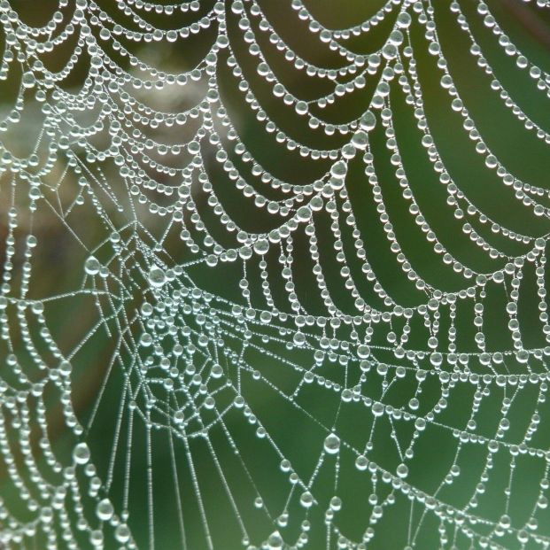 ¿Qué hay de cierto en las propiedades curativas de la tela de araña? Foto: Europa Press