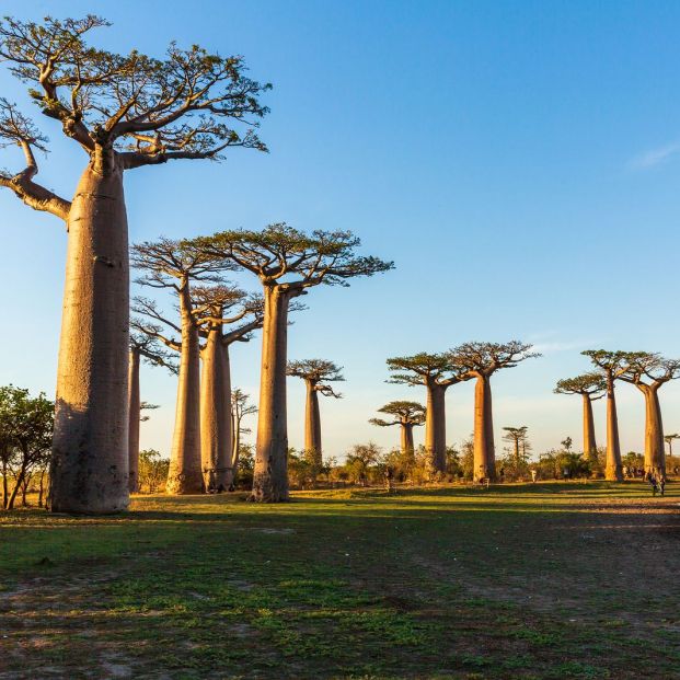 Baobab, el árbol de la vida