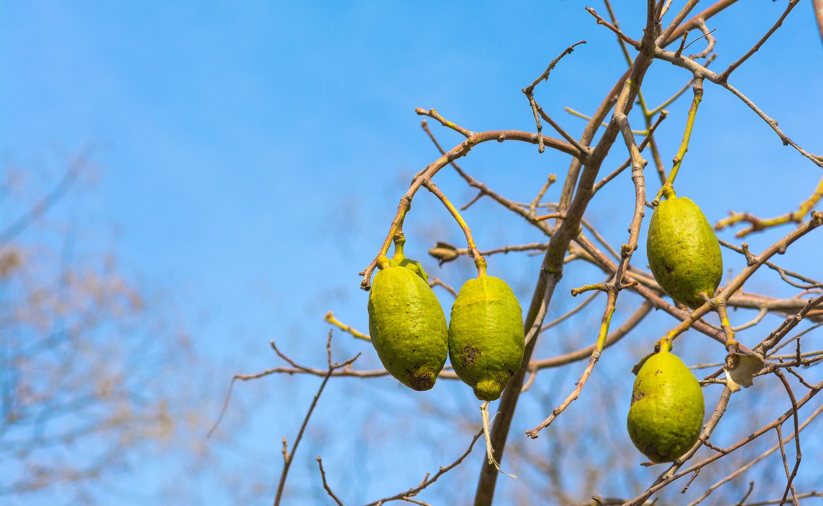 Baobab, el nuevo superalimento de moda