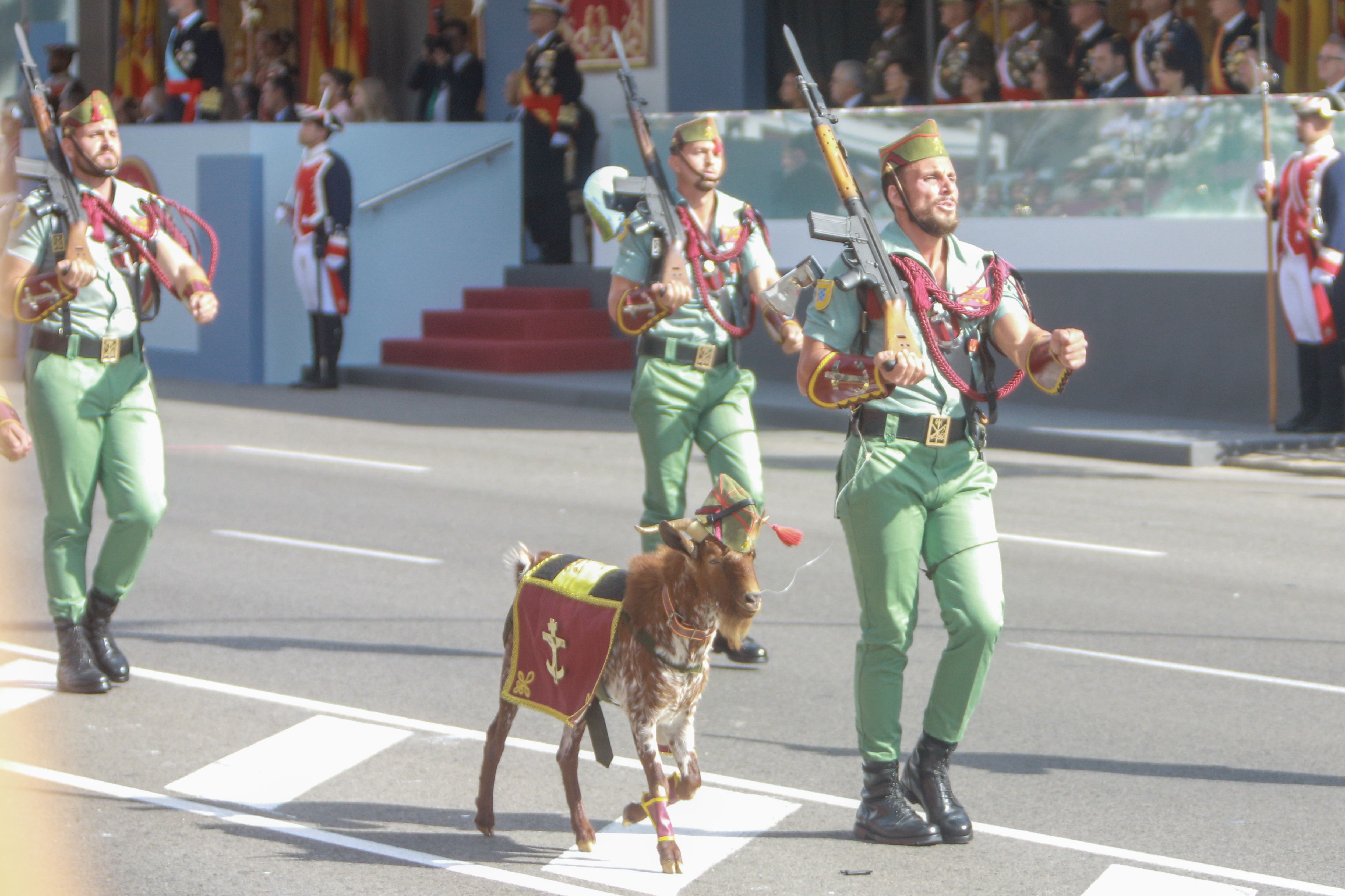 La Ley de Bienestar Animal indulta a la cabra de la Legión y a la mula y el buey de los belenes