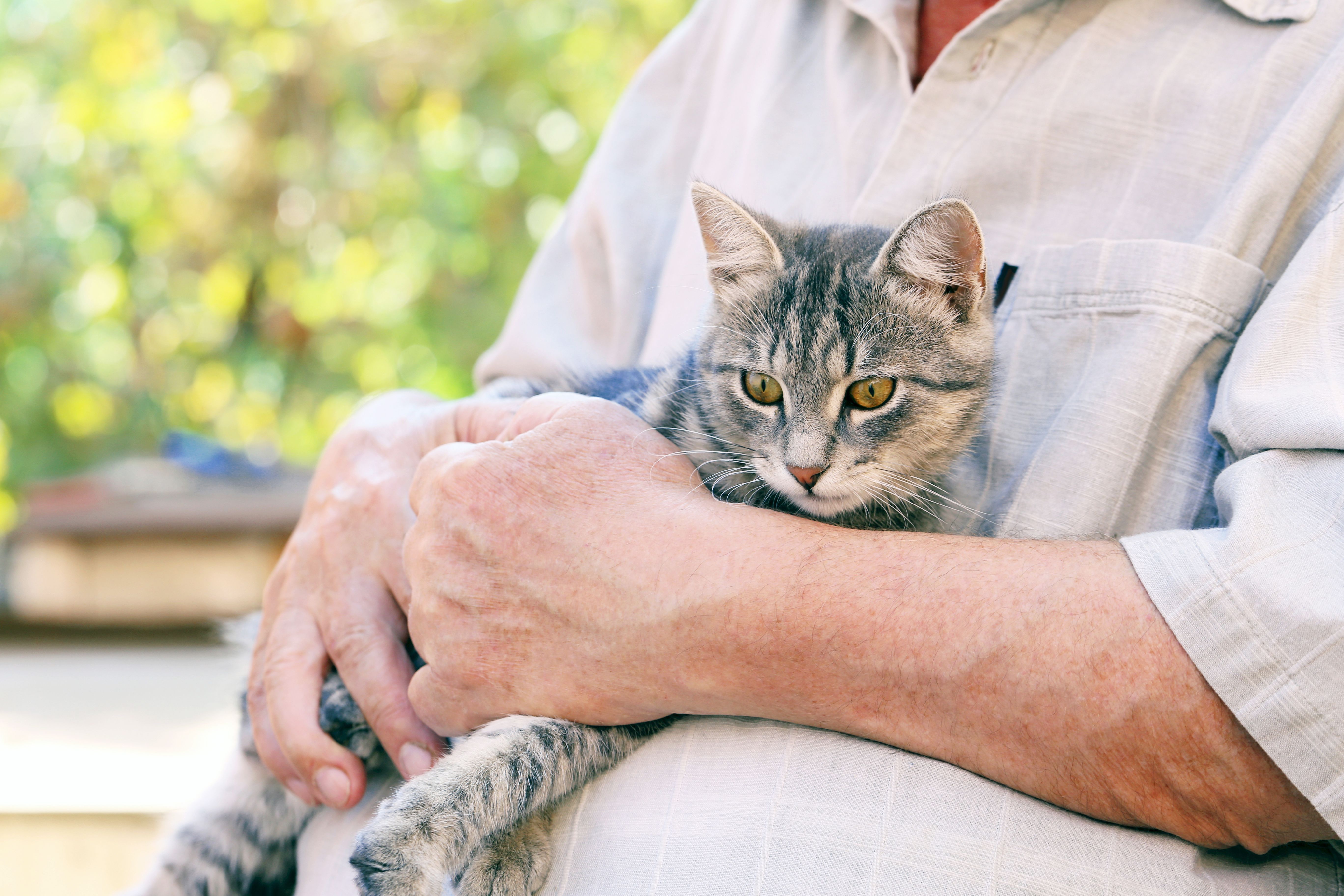 Un estudio revela qué les gusta a los gatos