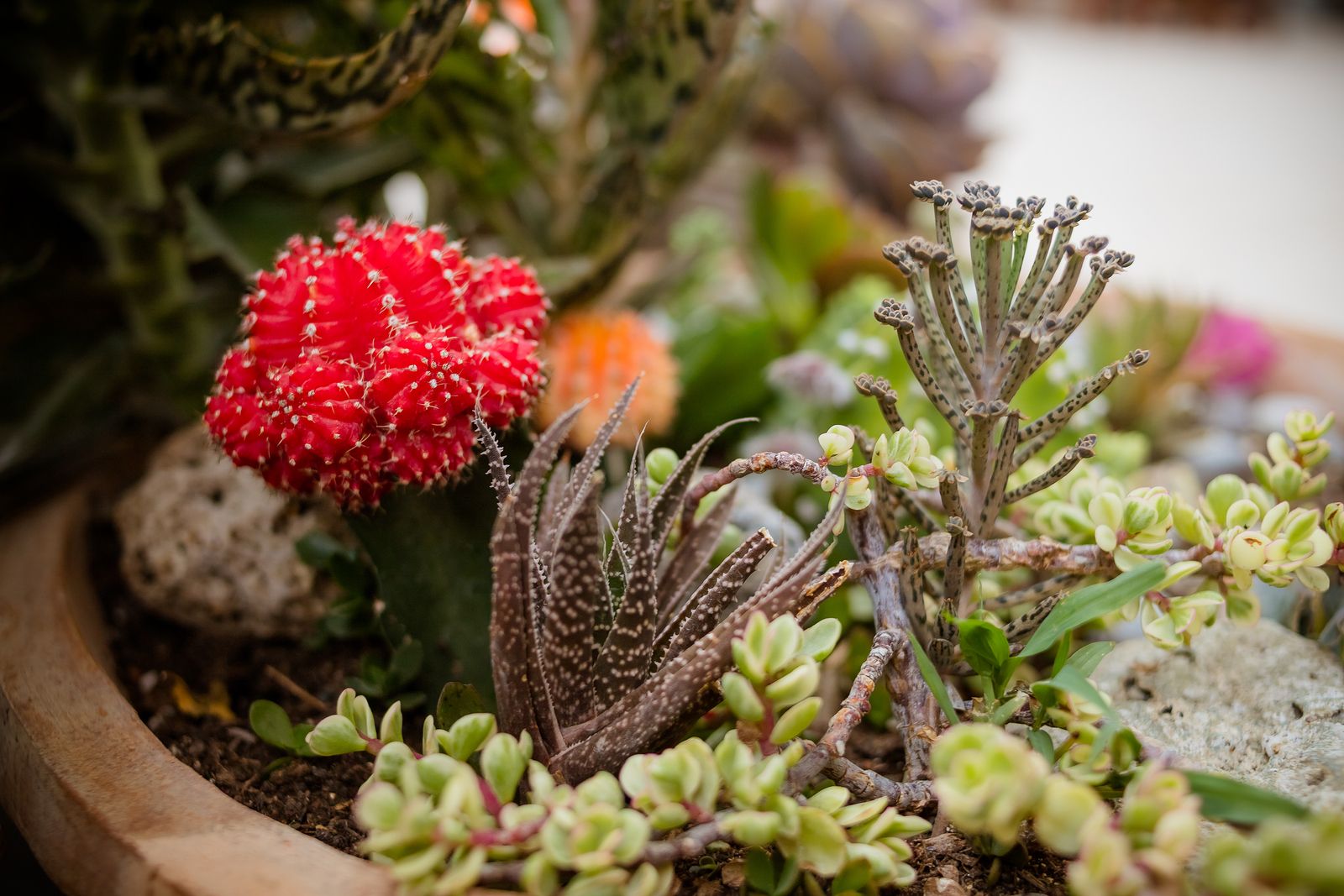 Cactus más vistosos para alegrar tu hogar