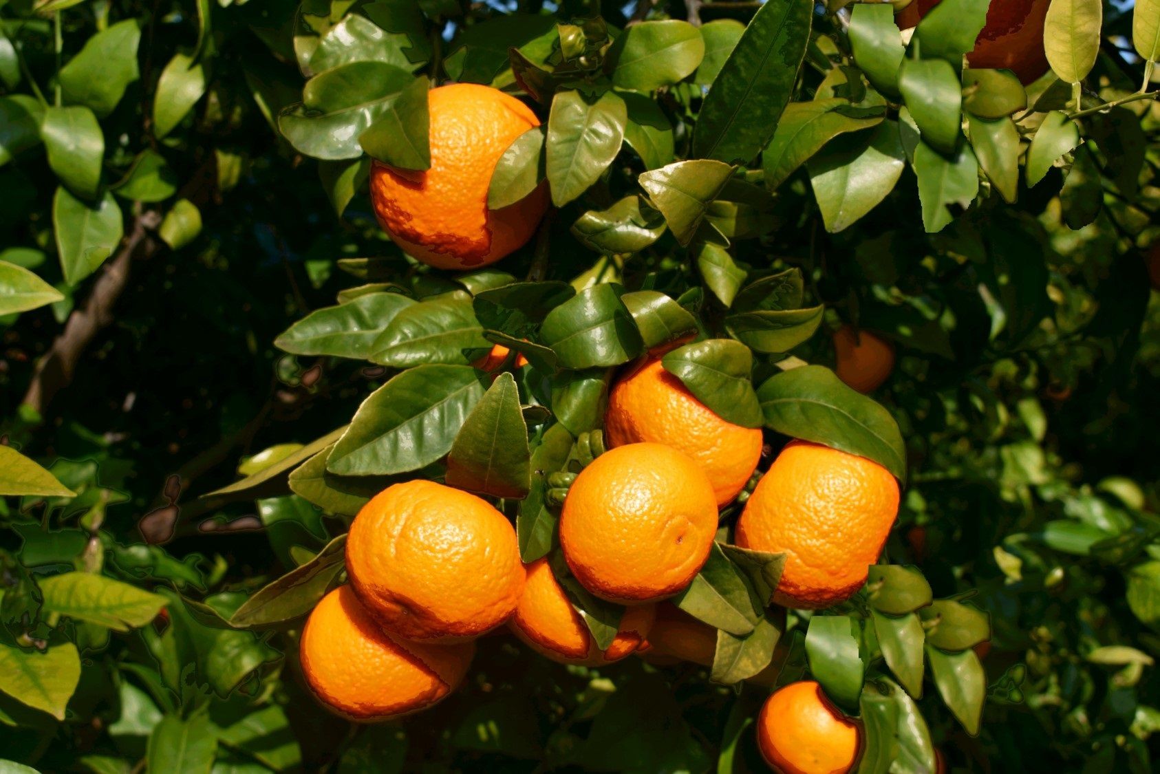 El agricultor murciano que ha ganado una batalla judicial al rey de Marruecos por una mandarina