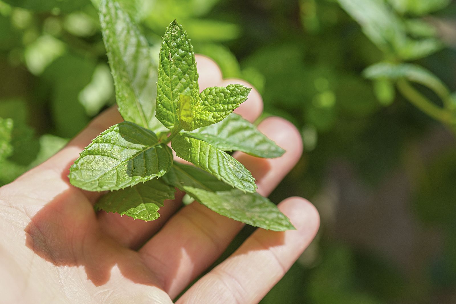 Errores que cometes al cultivar menta en casa 