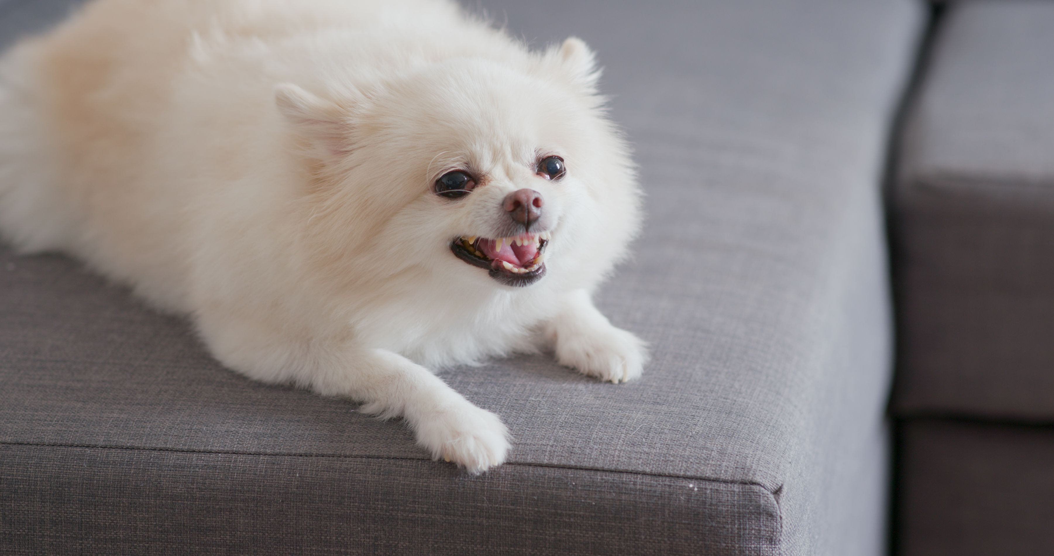 ¿Es cierto que los perros pequeños son más agresivos que los grandes? (Foto: Bigstock)