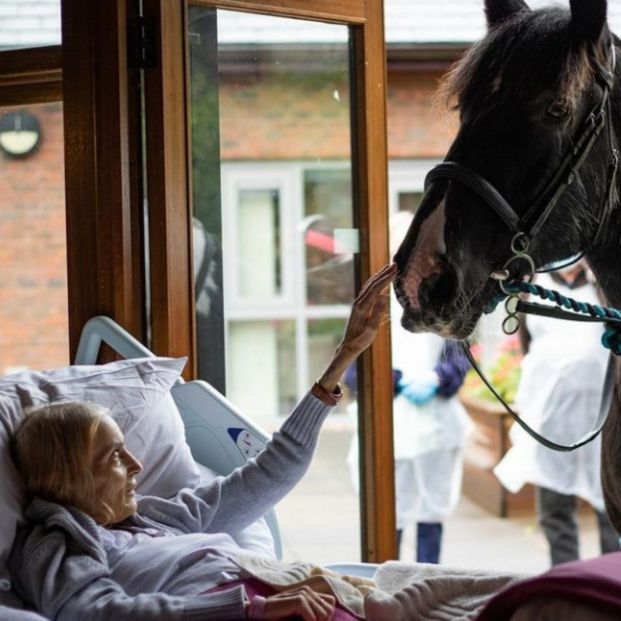 Jan, una mujer en fase terminal, se despide de su caballo y sus perros en el hospital