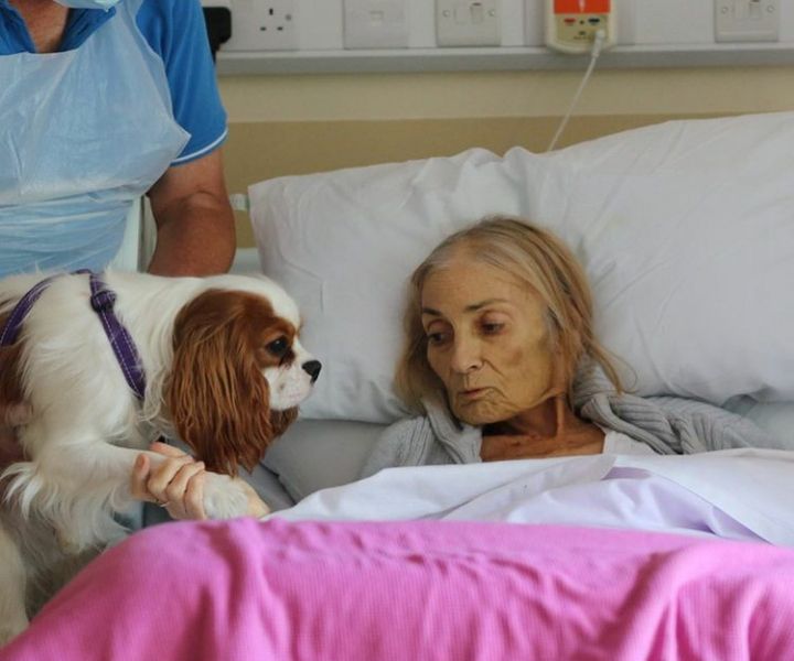 Jan, una mujer en fase terminal, se reencuentra con su caballo y sus perros en el hospital