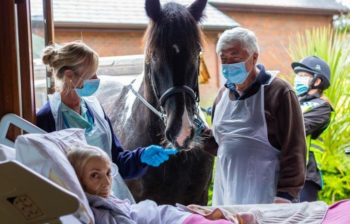 Jan, una mujer en fase terminal, se reencuentra con su caballo y sus perros en el hospital
