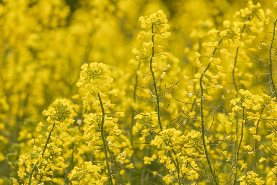 bigstock Yellow Rapeseed Flowers In A L 411868705