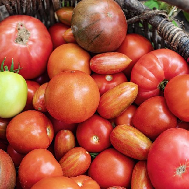 bigstock Fresh Ripe Tomatoes In A Wicke 429797636